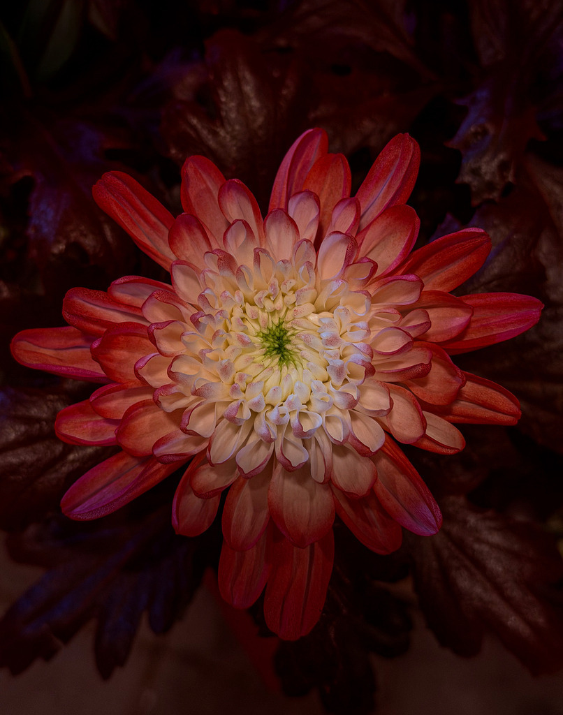 Wandbild Kunstdruck Poster – Symmetrie der Natur: Feurige Chrysantheme von Robert Steinke | Ein spektakuläres Meisterwerk der botanischen Fotografie, das die pure Eleganz und Perfektion der Natur in deine Räume bringt. Diese faszinierende Makroaufnahme einer Chrysantheme zieht den Betrachter durch ihre makellose, sternförmige Symmetrie sofort in den Bann. Das Herz der Blüte leuchtet in einem erfrischenden, zarten Weiß-Grün, bevor es nach außen hin in ein feuriges, kraftvolles Orange-Rot übergeht. Durch den tiefen, abgedunkelten Hintergrund erstrahlt die Blüte in einer beinahe dreidimensionalen Plastizität und Eleganz, die jedem Raum eine vitale Energie verleiht.Dieses farbgewaltige und hochelegante Kunstwerk ist der perfekte, harmonische Blickfang für ein modernes Wohnzimmer, das stilvolle Büro, ein helles Design-Loft oder für eine beruhigende Wohlfühl-Atmosphäre im Schlafzimmer.Um die feurige Leuchtkraft der Farben und die immense Detailtiefe der einzelnen Blütenblätter perfekt zur Geltung zu bringen, empfehle ich dringend den Druck auf unseren Premium-Materialien: Erlebe kinoreife Tiefe und maximalen Glanz auf edlem Acrylglas, hochmoderne Eleganz auf robustem Alu-Dibond oder klassischen Galerie-Charakter auf einer matten Leinwand. Bring deine Wände zum Strahlen! - Realisiert mit Pictrs.com