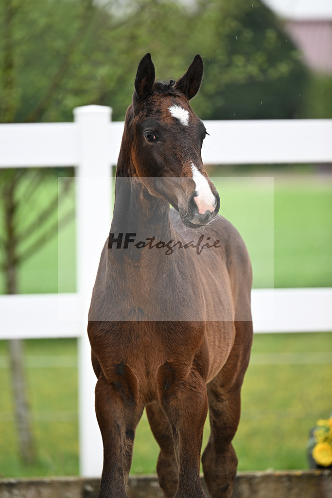 Kat-Nr. 45 SF Chaccothage Blue PS x Concetto_Lang-Wengert_23261555 | hf-fotografie - Realizzato con Pictrs.com