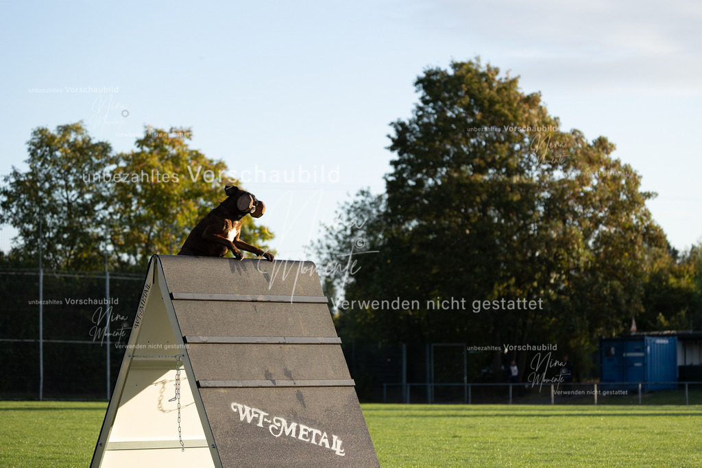 _16A6036 | Einzigartige Fotos von Hunden & Menschen –Actionfotos, Portraits, Vereinsaufnahmen & Paarshootings – authentisch, lebendig & mit Herz.