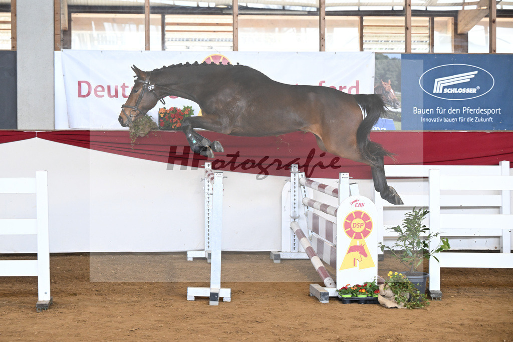Kat-Nr. 29 Ari Z v. Adzaro de L Abbaye B_Friz_16250716 | hf-fotografie - Realisiert mit Pictrs.com