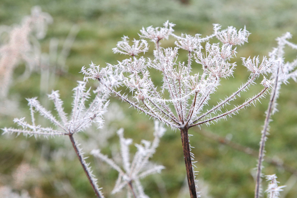 Raureif_Weisten_101222_12 | Bildergalerie von Sport-Ereignissen aber auch von weiteren spannenden Dingen - nicht nur vom Niederrhein. In Anlehnung an den bekannten Spruch von Hanns Dieter Hüsch heißt das Motto: "Niederrhein ist überall".  - Realisiert mit Pictrs.com