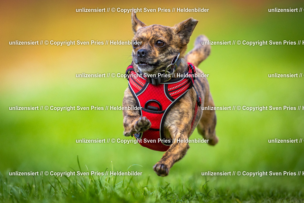 Sven Pries | 2025-04-13 - Hunderennen Baden-Baden - Realisiert mit Pictrs.com