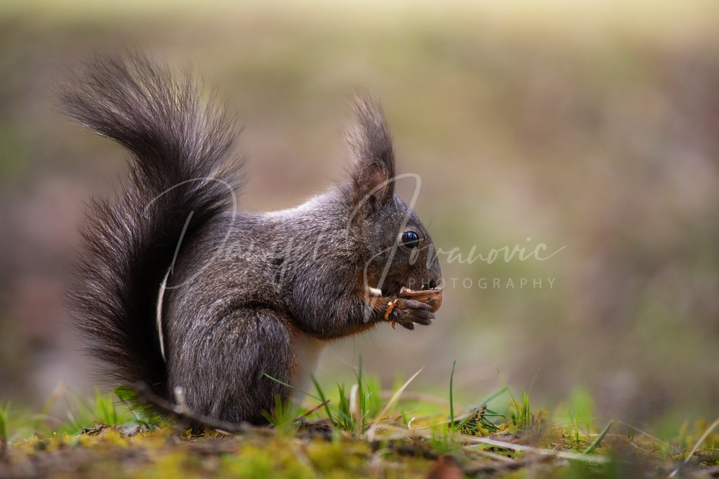 Eichhörnchen | Eichhörnchen im Wald