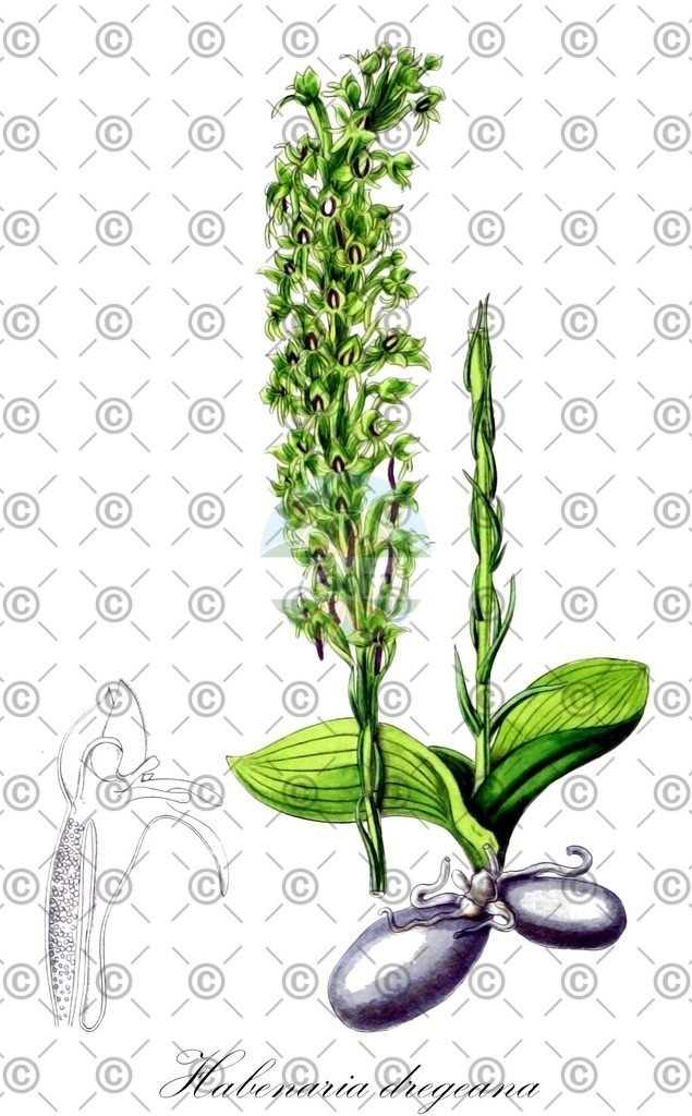 HistAbb_wfo-0000645851_1_ENZY_Simple | Historische Abbildung von Habenaria dregeana - Orchidaceae | Historical Illustration of Habenaria dregeana - Orchidaceae