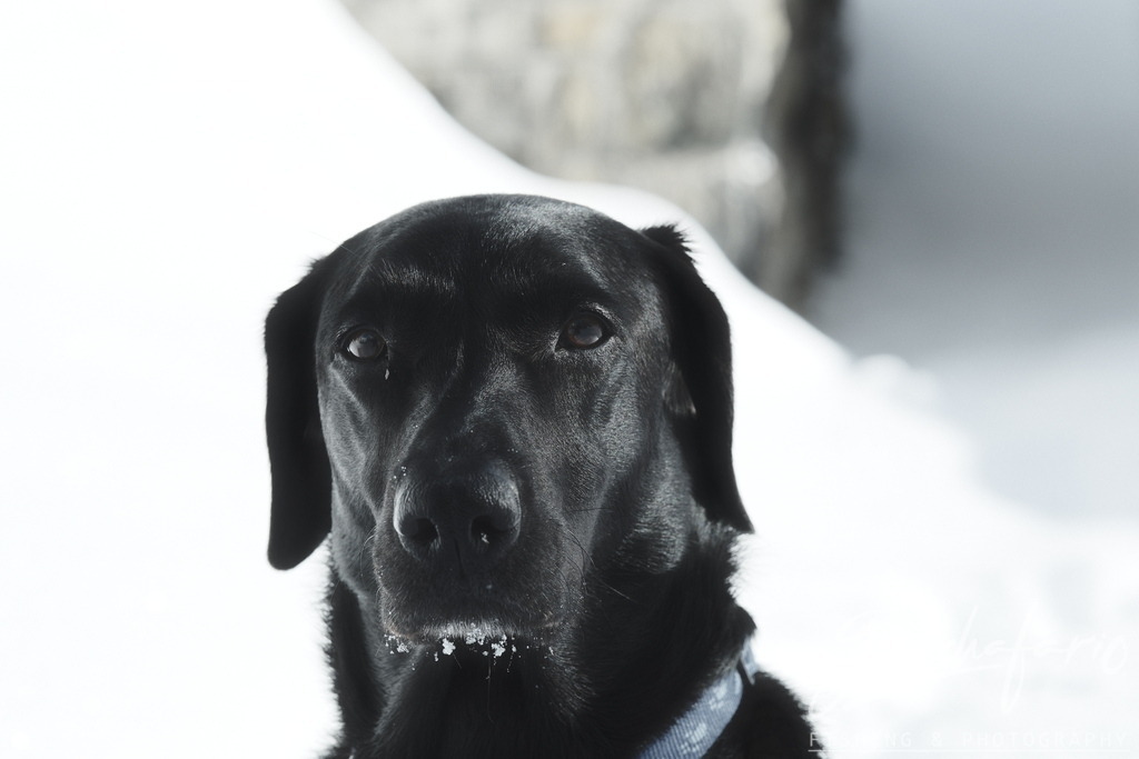 _DSF6627 | grischafario photography