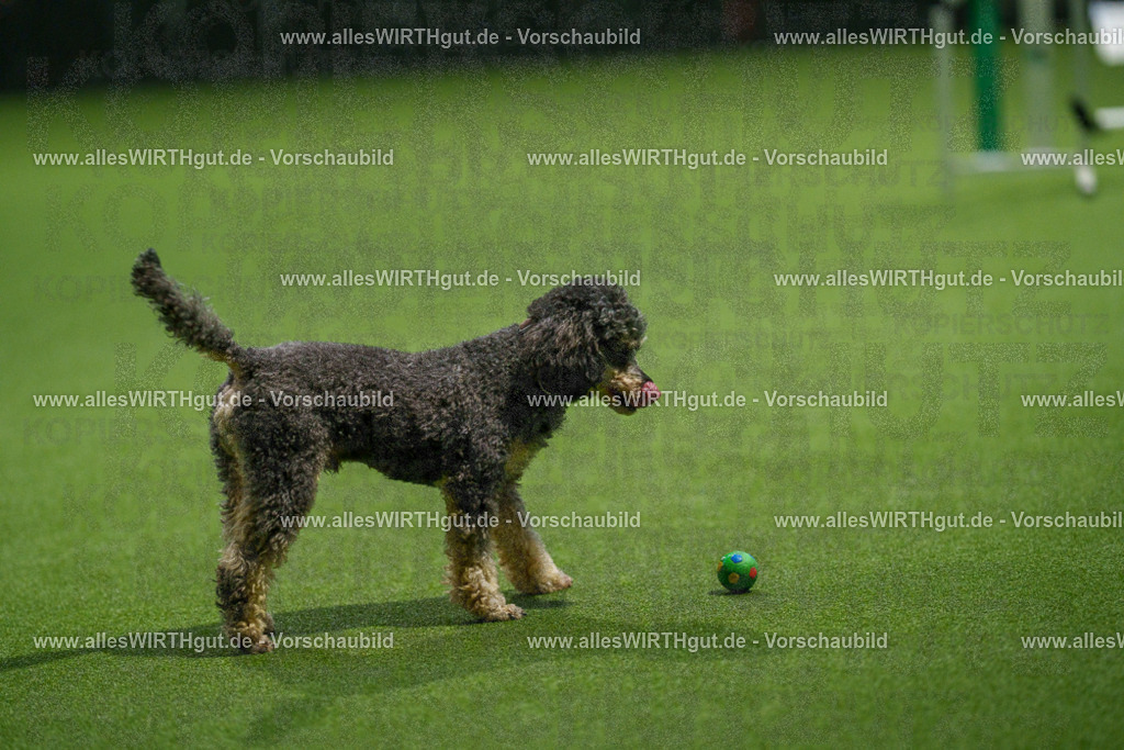 7R504068 | Professionelle Tierfotografie in Mönchengladbach von Daniel Wirth (allesWIRTHgut). Liebevolle & natürliche Bilder von Hunden & Katzen für unvergessliche Erinnerungen.