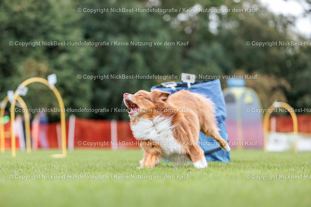 BSP Hoopers-H2 Tag2-2026-Nickbest-Hundefotografie-TuS Komet Arsten e.V.-6432 | Dein Hund! Dein Moment! Deine Erinnerungen! Hundefotografie in Bremen Blumenthal. Ich fange die besonderen Momente deines Vierbeiners ein – ob Indoor mit Blitzanlage oder in der freien Natur. Sicher dir dein Moment und dein Termin für eure Erinnerungen.