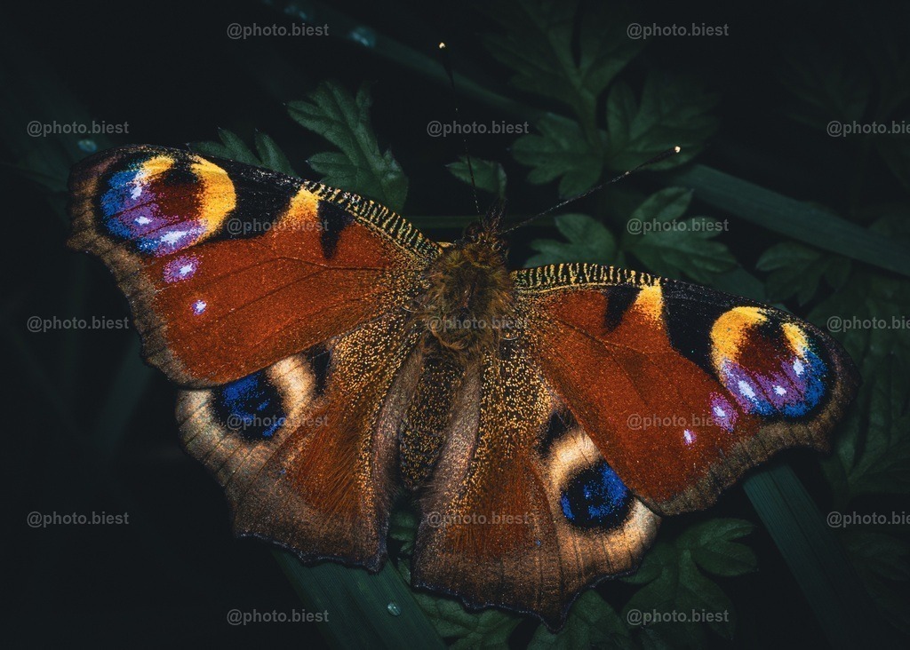 Die verborgene Schönheit | Ein wunderschönes, detailreiches Tagpfauenauge. - Realisiert mit Pictrs.com