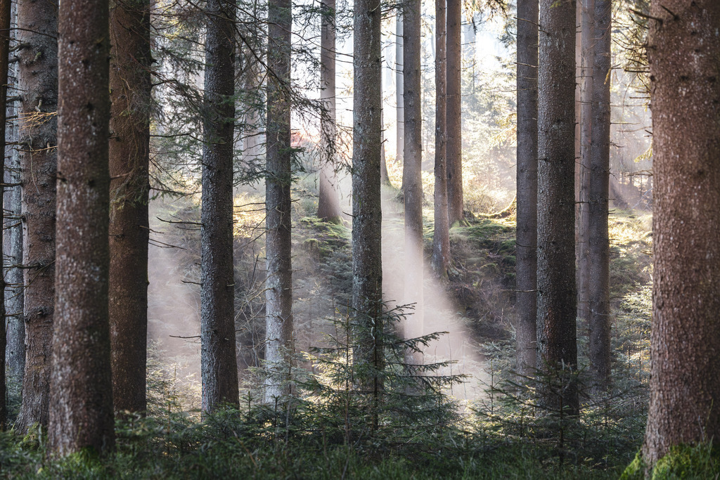 Lichstrahlen | Ein Wald der durch die Sonnenstrahlen geweckt wird.