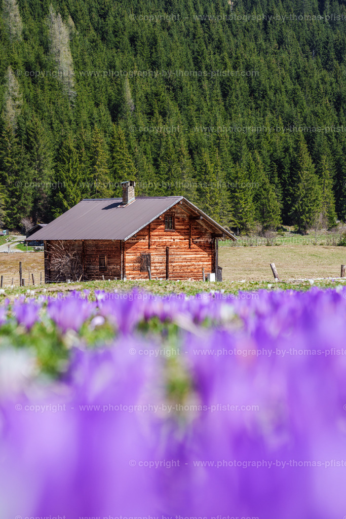 Märzengrund Stumm Krokusse Krokusblüte copyright  Thomas Pfister-9 | PHOTOGRAPHY BY THOMAS PFISTER