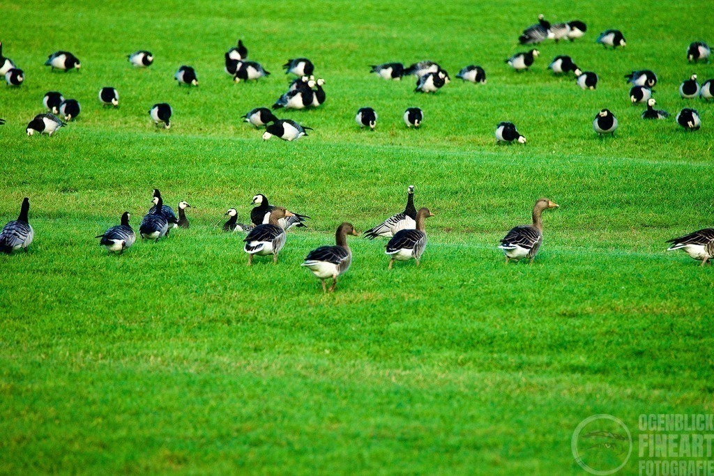 DSC03144 | Björn Thiemann; Ogenblick.de; Fotografie; Photograph; Landscape, Pellworm, Schleswig-Holstein; Inselfotograf; Inselfotografien; Wattenmeer; National-Park; Naturschutzgebiet; Leuchtturm; Lighthouse; Leinwandbilder; Kalender; Pellworm Kalender;  - Realisiert mit Pictrs.com