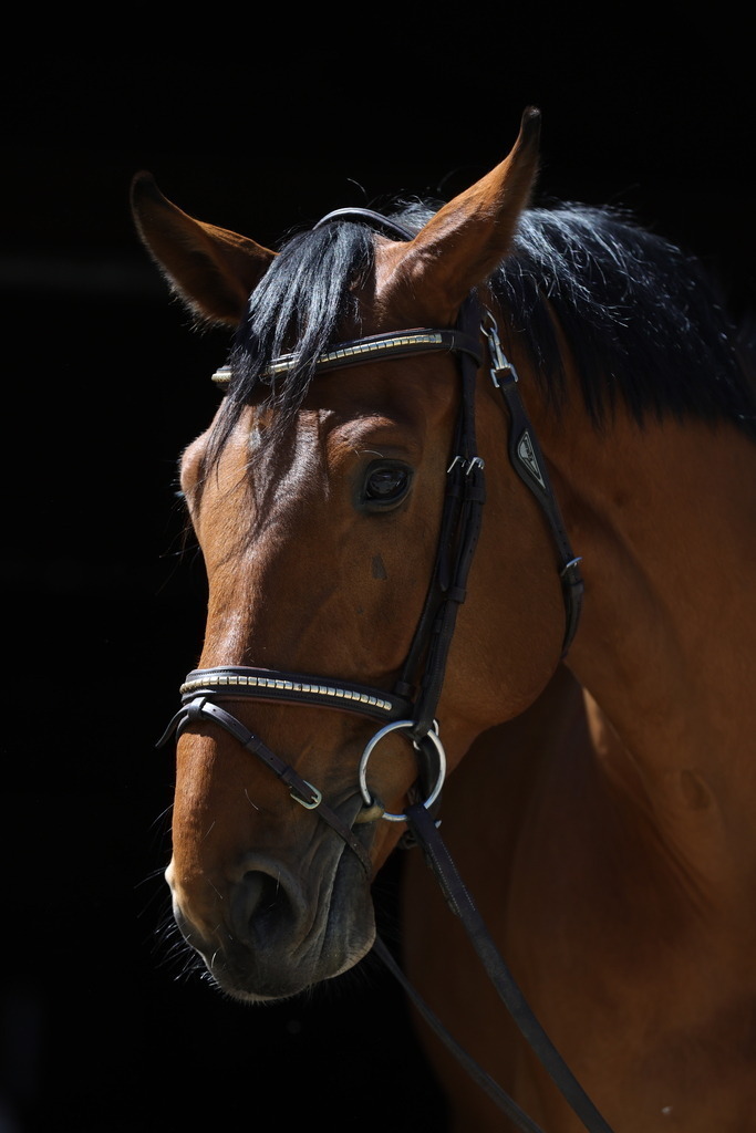 0P6A8684 | Willkommen bei Brunnmayr - Design & Fotografie – Ihrem Spezialisten für Reitturniere und Pferdeveranstaltungen in Oberösterreich, Salzburg und Bayern! Seit über 17 Jahren sind wir leidenschaftlich dabei.