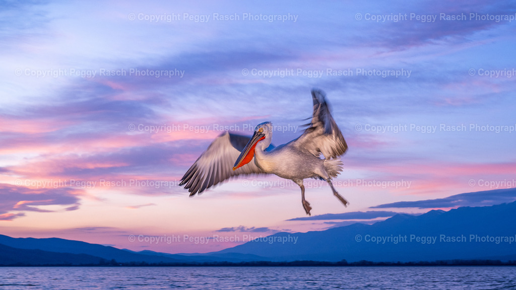 Pelikane_2024_3. Tag_abends_groß-51 | PeggyRaschPhotography - Realisiert mit Pictrs.com