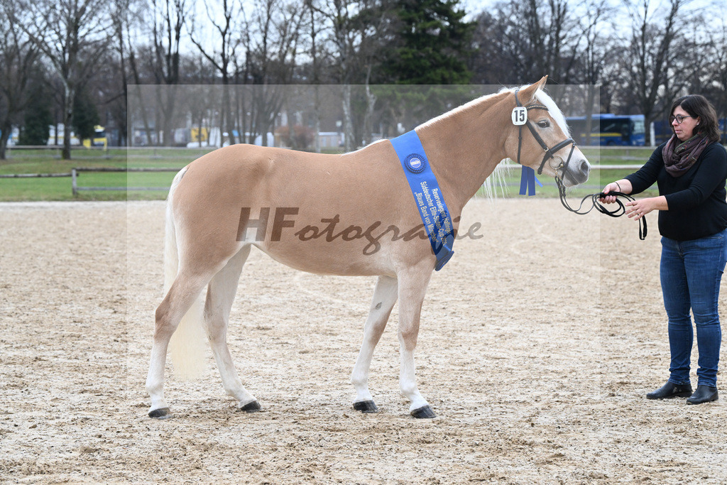 Bl. Band Kat-Nr. 15 Bambi v. Bon Jovi_Stange Haflingergestuet_48251652 | hf-fotografie - Realisiert mit Pictrs.com