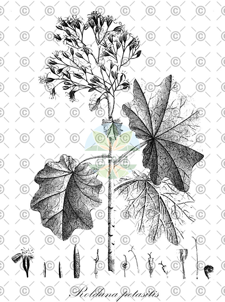 HistAbb_wfo-0001066837_1_ENZY_Simple | Historische Abbildung von Roldana petasitis - Asteraceae | Historical Illustration of Roldana petasitis - Asteraceae