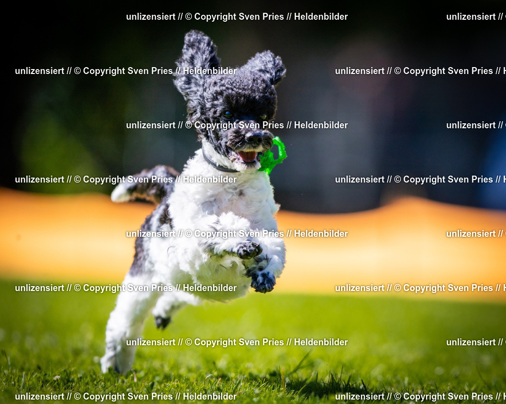 Sven Pries | 2025-08-10 - Hunderennen Durlach - Realisiert mit Pictrs.com