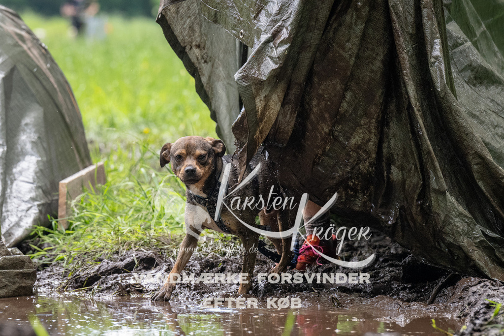 1114_ZZ91935 | kk-dogfotos