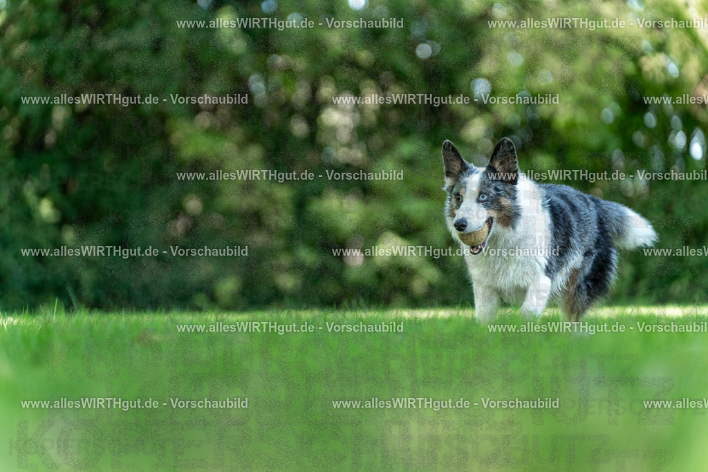 Hundeschwimmen_Volksbad_2026-allesWIRTHgut_Tierfotografie-2609061323-7R500724 | Professionelle Tierfotografie in Mönchengladbach von Daniel Wirth (allesWIRTHgut). Liebevolle & natürliche Bilder von Hunden & Katzen für unvergessliche Erinnerungen.
