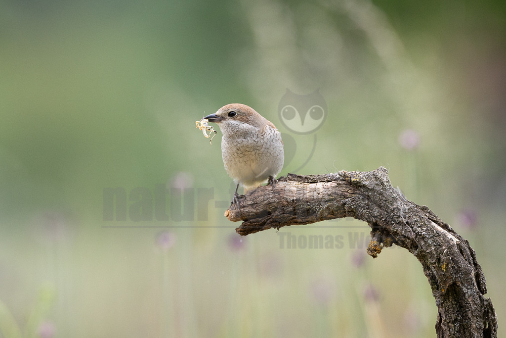 R6NF5064_20240530 | Obwohl der Neuntöter kaum größer ist als ein Spatz, gehören große Libellen, kleine Mäuse und Jungvögel zu seinen Beutetieren. Von einem Aussichtspunkt aus beobachtet er den Boden im nahen Umkreis. Wenn er eine Maus entdeckt hat, stürzt er sich auf sie und tötet sie mit seinem spitzen Schnabel, ähnlich wie ein großer Raubvogel. Insekten fängt der Neuntöter im Flug.  - Realisiert mit Pictrs.com