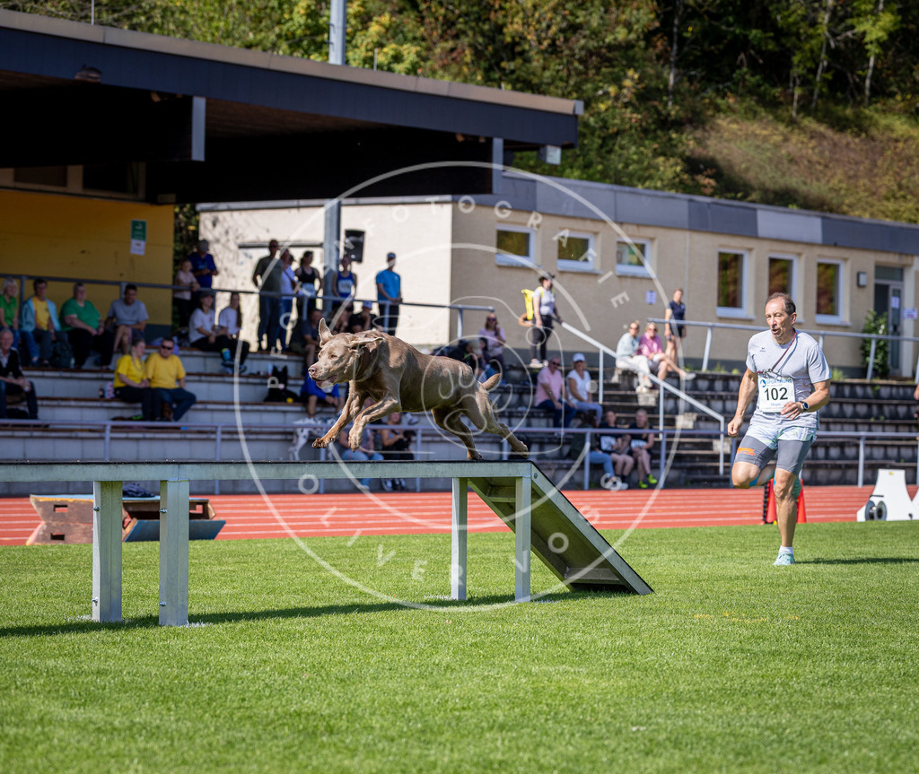 Pfotenfotografie_DV3A8069 | Hundefotografie, Tierfotograf, Pfotenfotografie, Fotoshooting Hund, Hunde Portrait, Hundesport, Hundeportraits, Heideshooting, Hunde, Sportfotograf, Hundefotograf, Turnierhundsport, THS,  - Realisiert mit Pictrs.com