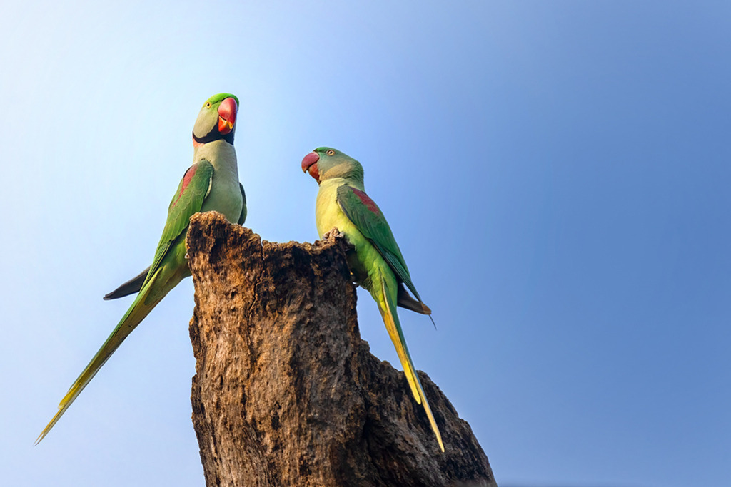 HALSBANDSITTICH | Indien | WILD﻿﻿LIFE · NATURE | just﻿love · justSOMEWHERE · just poster | ﻿POSTER | LEINWAND | FINEART | HOLZDRUCK | FOREX-FOTODRUCK | ALU-DIBOND | ACRYLGLAS | WILD'N FREE | germany | the netherlands | kenya | vietnam | egypt | wildtiere | eichhörnchen - Realisiert mit Pictrs.com