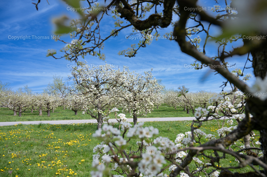 heppenheim-kirschhausen-Streuobstwiese-Birnblaumbluete-loewenzahn-fruehling-odenwald-bergstrasse-Fotografie-Thomas-Neu-82-Bearbeitet | Ein Meer aus weißen Blüten, durchzogen von leuchtend gelbem Löwenzahn – der Frühling zeigt sich hier von seiner schönsten Seite. Die blühenden Birnbäume bei Kirschhausen an der Bergstraße tauchen die sanfte Landschaft in eine warme, freundliche Stimmung, die sofort Ruhe und Leichtigkeit ausstrahlt.Dieses Motiv bringt die Frische des Frühlings direkt in Ihre Räume – ob im Wohnzimmer, im Büro oder in der Praxis. Ein Bild, das zum Durchatmen einlädt und die Schönheit der Natur jeden Tag neu erleben lässt.,Bild: THomas Neu