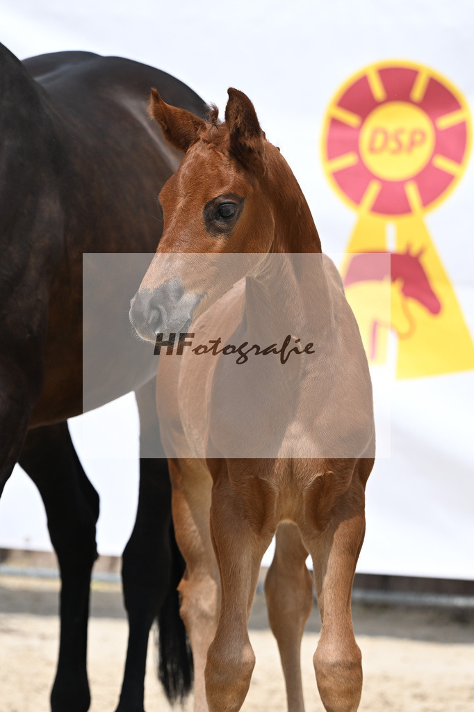 Vjento x Follow Me_SF_Wiedemann u Schmiech_12250545 | hf-fotografie - Realisiert mit Pictrs.com