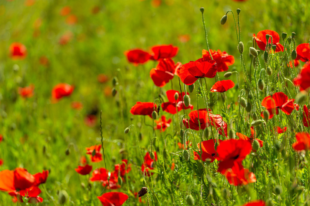 2022_06_03_MOHN_DSC3227 | Hochwertig gedruckte Fotografien für die Wand, als Kalender und zum Verschenken. Hamburg & Norddeutschland und überall wo ich mit der Kamera unterwegs war.