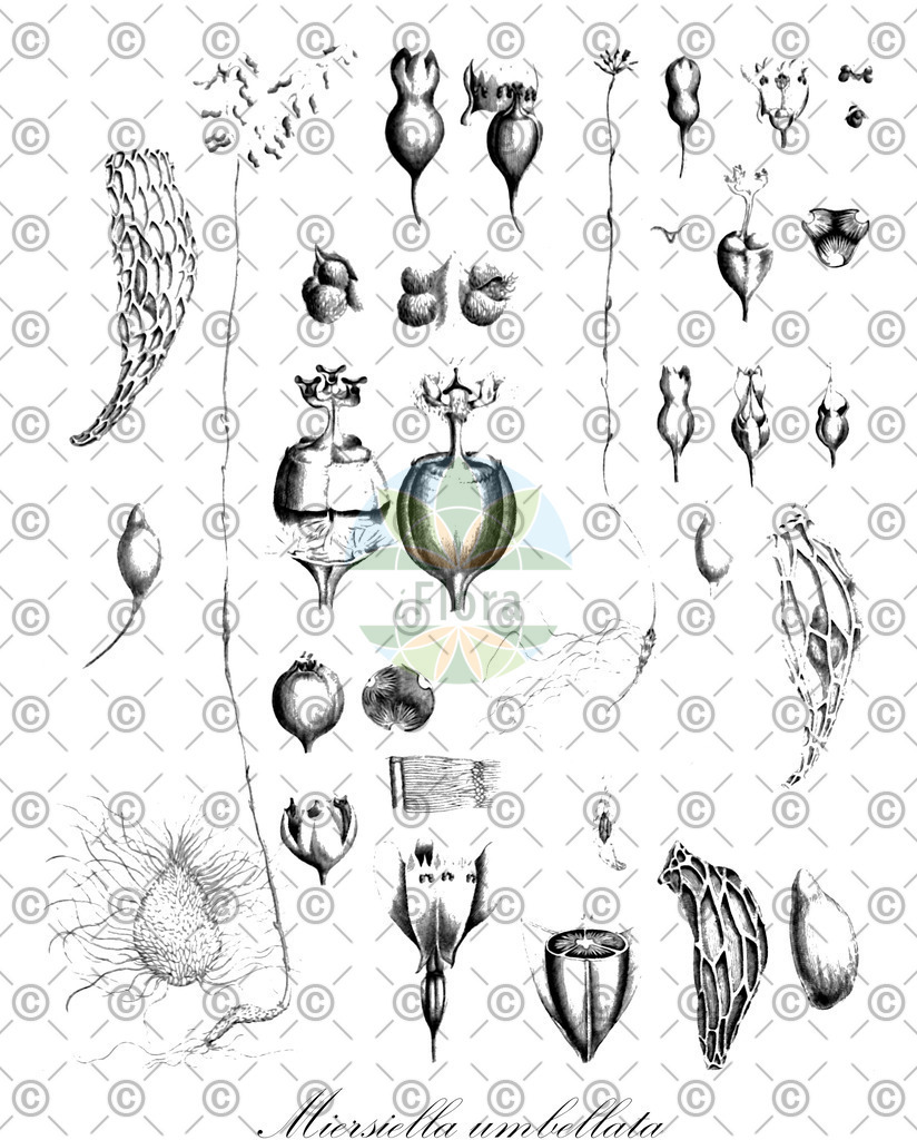 HistAbb_wfo-0000244380_1_ENZY_Simple | Historische Abbildung von Miersiella umbellata - Burmanniaceae | Historical Illustration of Miersiella umbellata - Burmanniaceae