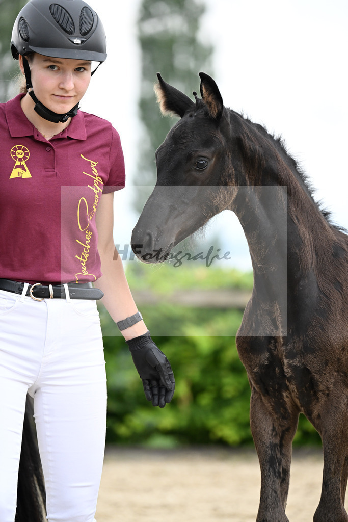 Kat-Nr. 5 Dream Royal x Destano_HF_Karl_14250300 | hf-fotografie - Realisiert mit Pictrs.com