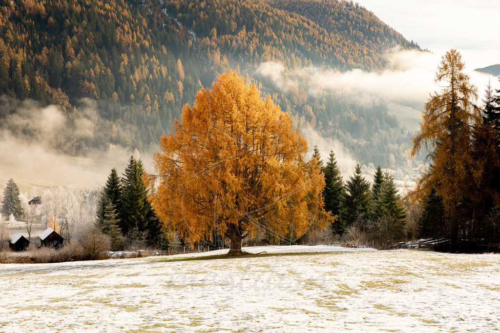 Die goldene Lungauer Kugellärche | Bei Veröffentlichung des Bildes ist eine Namensnennung wie folgt erforderlich: Foto: Mostdirn Irmgard Wieser - Realisiert mit Pictrs.com