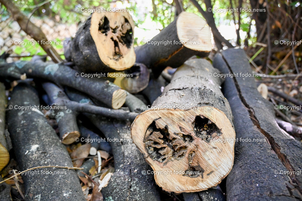 Arboretum von Trsteno_ Kroatien_ 11.10.2023-96 | 11.10.2023, Kroatien, HRV, Trsteno im Bild Arboretum, Trsteno, Hafen, Pflanzen, Brunnen, Neptunbrunnen, Wege, Palmen, Eukalyptus, Lorbeer, Kakteen, Zitrus, Oliven, Filmkulisse Game of Thrones

Das Arboretum von Trsteno befindet sich etwa 18 Kilometer nordwestlich der Stadt Dubrovnik im Sueden Kroatiens. Als einziges Arboretum an der oestlichen Adria-Kueste stellt es die aelteste Sammlung exotischer Baeume und Pflanzen des Landes dar.
Die Gartenanlage befindet sich entlang der Kuestenstraße zwischen den Ortschaften Orašac und Slano.
Quelle: Wikipedia