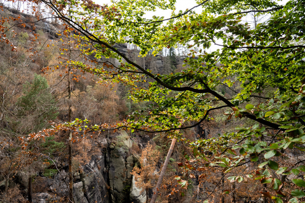 Obere_Affensteinpromenade_Siegfried_Bergfried_Buche_Ast_Laubblatt | 2022-09-02_Waldbrandgebiete_2 - Realisiert mit Pictrs.com