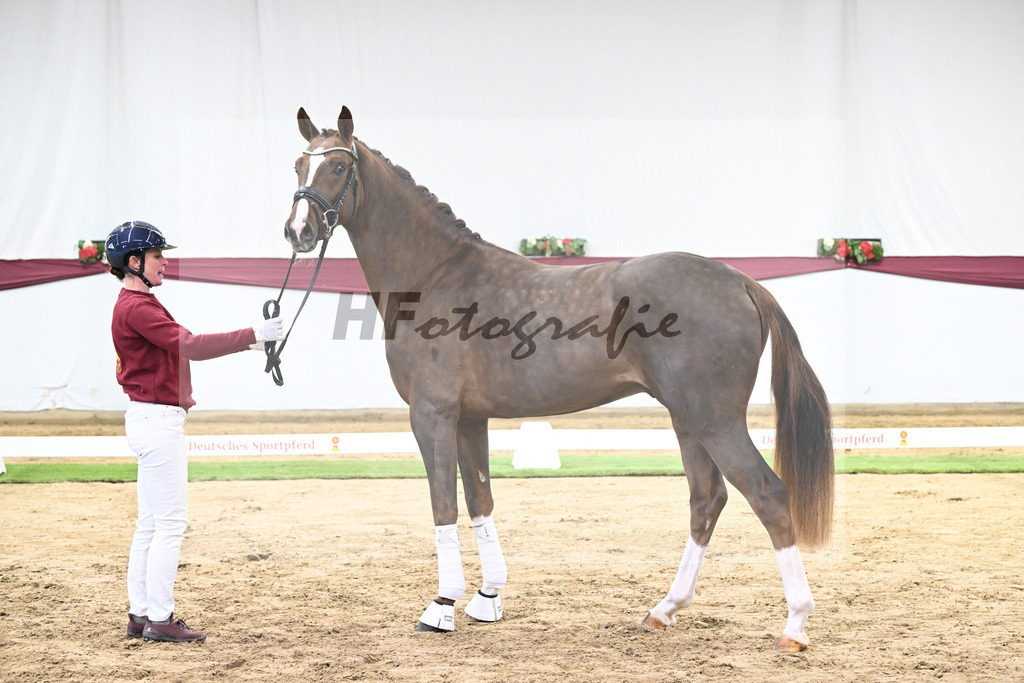 Kat-Nr. 113 Benicio x Floriscount_Galneder Zuchthof GbR_47253736 | hf-fotografie - Realisiert mit Pictrs.com