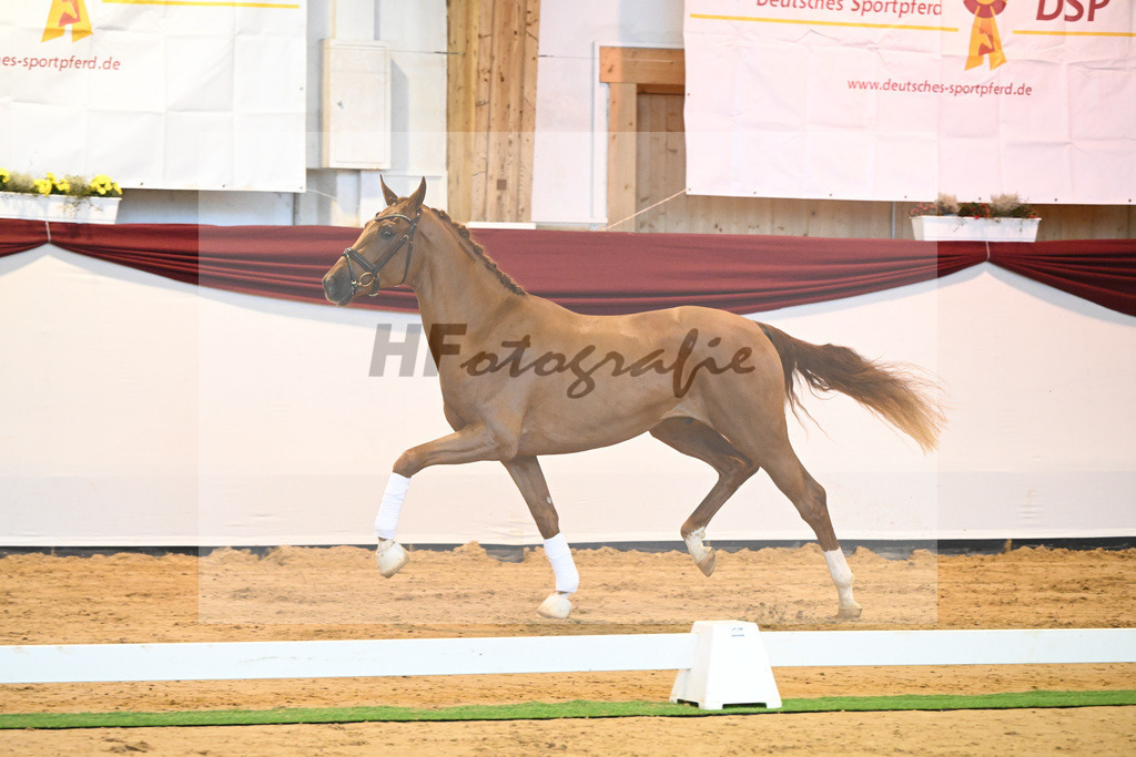 Kat-Nr. 57 v. Vivaldos_Regele_66222140 | hf-fotografie - Realisiert mit Pictrs.com