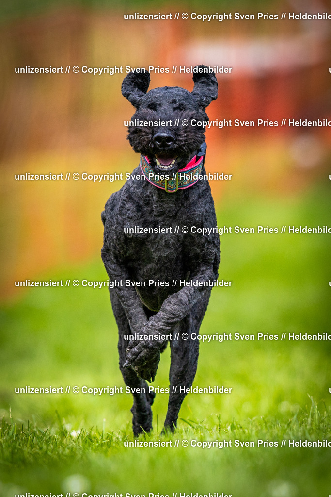 Sven Pries | 2025-04-13 - Hunderennen Baden-Baden - Realisiert mit Pictrs.com