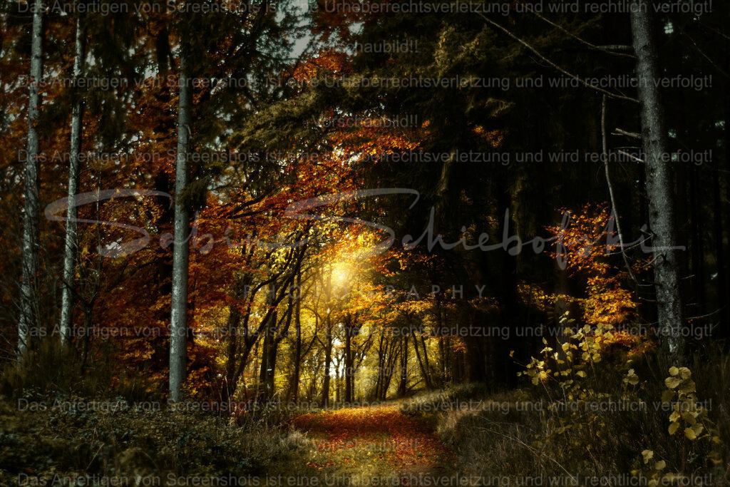 Wandbild Sonnenaufgang im Wald | People- und Tierfotografie, Imageaufnahmen, Veranstaltungsfotografie und Wandbilder aus der Natur ★ Made in Germany ✔️ Druck + Downloads ✔️ Naturfotografie in Top Qualität ★ schneller Versand, weltweite Lieferung! - Realisiert mit Pictrs.com