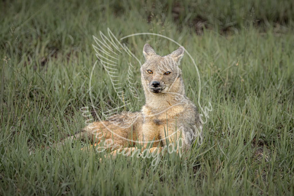 unbroken focus - golden jackal_ kenya | In stiller Haltung ruht ein Schakal im hohen Gras. Der wache Blick und die entspannte Körperhaltung spiegeln Gelassenheit und Aufmerksamkeit zugleich – ein Moment zwischen Ruhe und Bereitschaft.Die reduzierte Farbpalette und die zurückhaltende Bildgestaltung lenken den Fokus vollständig auf Ausdruck und Präsenz des Tieres. Entstanden ohne Inszenierung, im natürlichen Licht und im charakteristischen Grumagraphy Stil, der Ruhe, Respekt und Nähe zur Natur betont. 