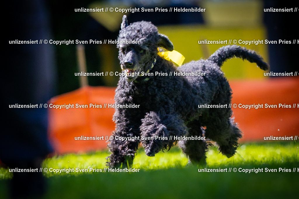 Sven Pries | 2025-08-10 - Hunderennen Durlach - Realisiert mit Pictrs.com