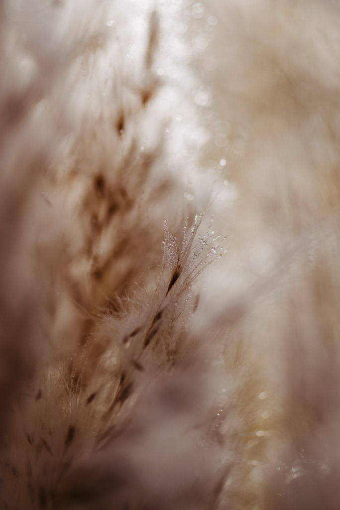 LDF_1239 | Du suchst natürliche und atmosphärische Prints oder Leinwanddrucke? In diesem Shop gibt es alles, nur kein Mainstream. - Realisiert mit Pictrs.com