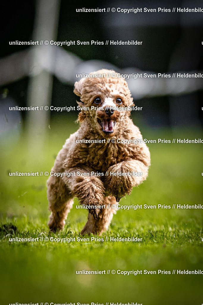 Sven Pries | 2025-10-03 - Hunderennen Obergrombach - Realisiert mit Pictrs.com