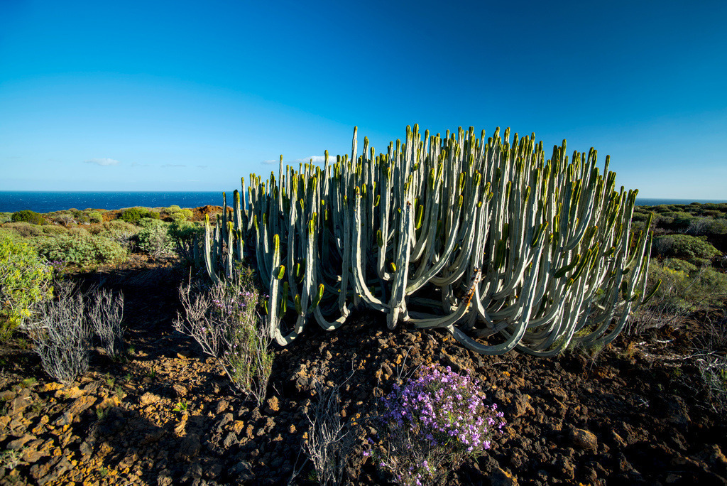 Malpais de Güimar, Tenerife, Canary Islands, Spain | Malpais de Güimar,Tenerife, Canary Islands, Spain