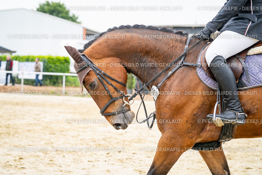 DSC00336 | Pferdegrafie