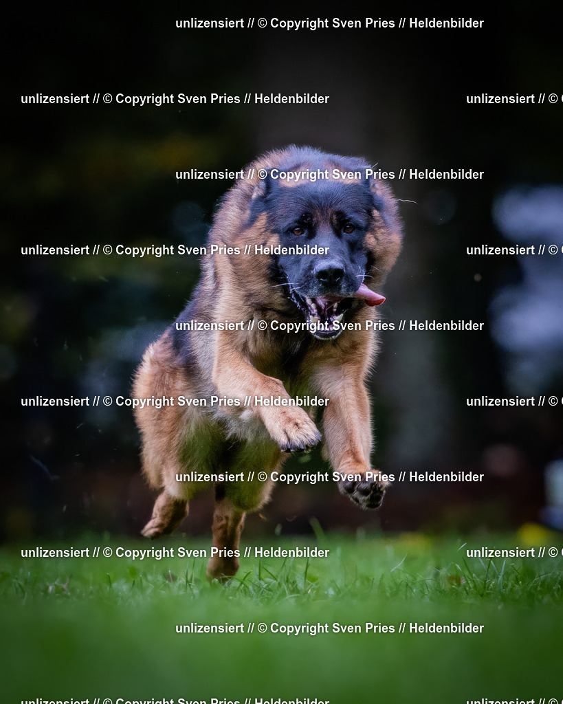 Sven Pries | 2024-10-19 - Hunderennen Ober-Grombach - Realisiert mit Pictrs.com