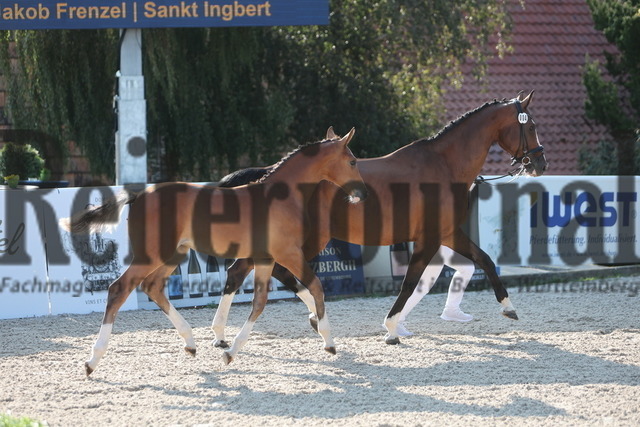 Gestüt_Birkhof_Fohlenchampionat_KN_04 (3) | Alle Fotos der Reiterjournal Fotografin Doris Matthaes im Reiterjournal Online-Fotoshop. - Realisiert mit Pictrs.com