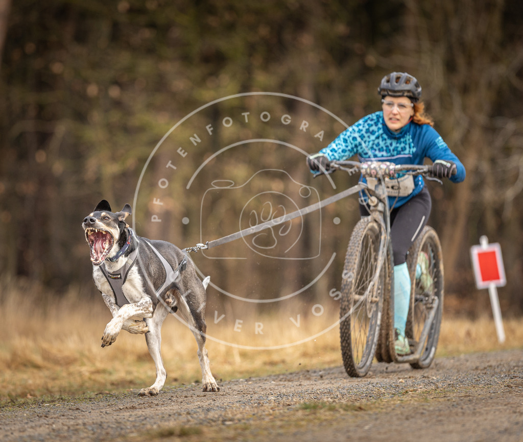 DV3A3396 | Hundefotografie, Tierfotograf, Pfotenfotografie, Fotoshooting Hund, Hunde Portrait, Hundesport, Hundeportraits, Heideshooting, Hunde, Sportfotograf, Hundefotograf, Turnierhundsport, THS,  - Realisiert mit Pictrs.com