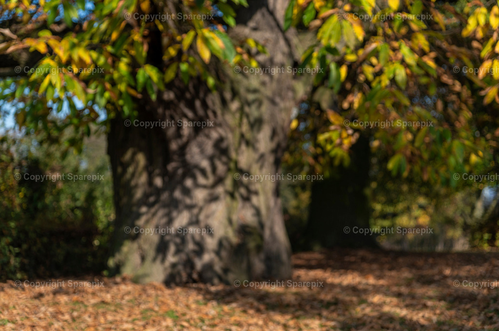 CRO_Autumn_Trees11_Bokeh | sparepix - Realisiert mit Pictrs.com