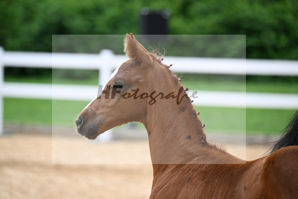 Kat-Nr. 36 Accrocha x Sirtaki_Hensel_27141103 | hf-fotografie - Realisiert mit Pictrs.com