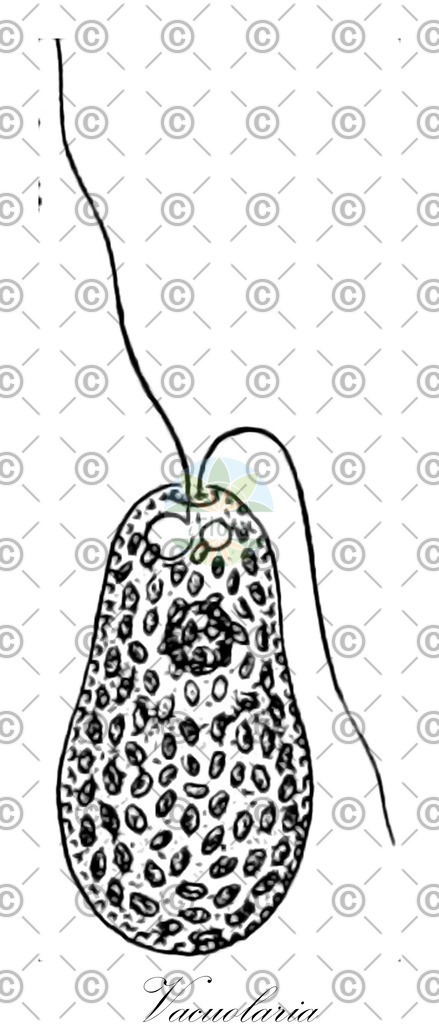 HistAbb_wfo-0000420126_1_ENZY_Simple | Historische Abbildung von Vacuolaria - Vacuolariaceae (0) | Historical Illustration of Vacuolaria - Vacuolariaceae (0)
