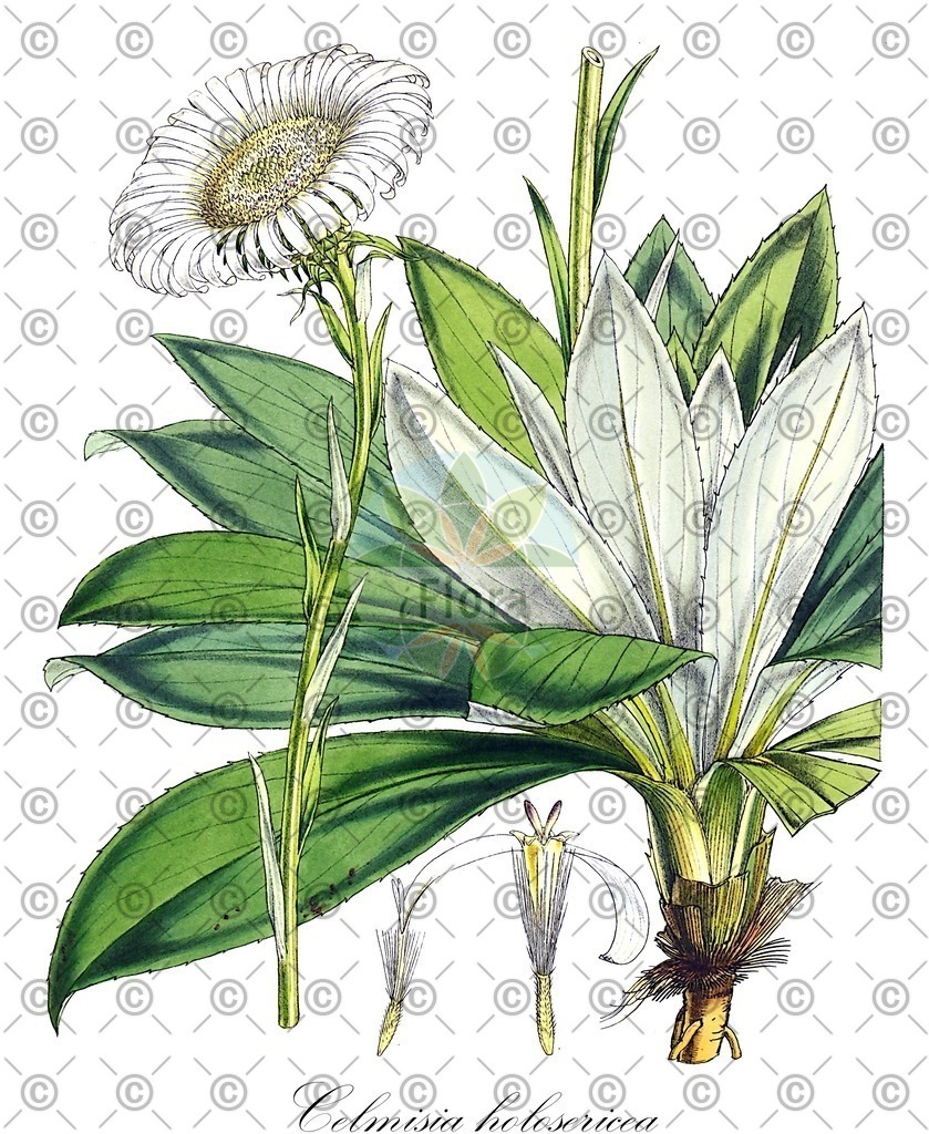 HistAbb_wfo-0000593019_1_ENZY_Simple | Historische Abbildung von Celmisia holosericea - Asteraceae | Historical Illustration of Celmisia holosericea - Asteraceae
